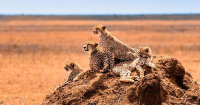 Tansania - Wildkatzenfamilie