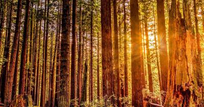 Redwood-Nationalpark / der Redwood-Nationalpark