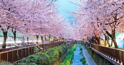 Busan - cherry blossom