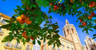 Valencia - Architektur und Orangenbaum