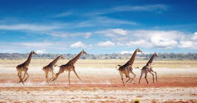 Namibia - Giraffen in der Steppe