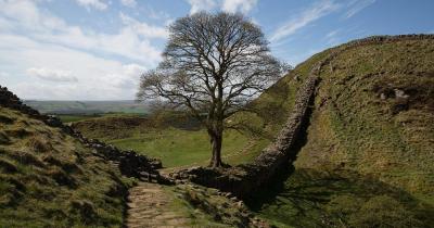 Hadrianswall - mit Baum