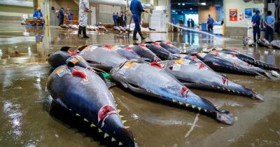 Tsukiji Fischmarkt - Thunfisch Auktion