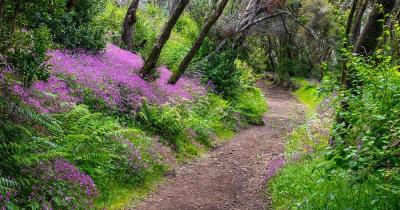 Nationalpark Garajonay - Waldweg mit Blumen