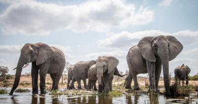 Kruger Nationalpark - Elefanten