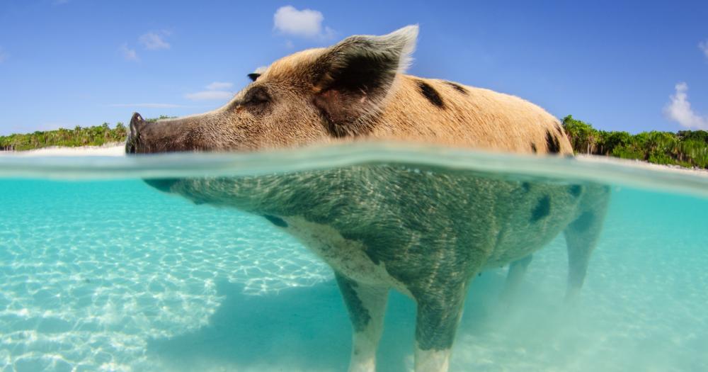 Bahamas - Blick auf die Schweine auf den Bahamas