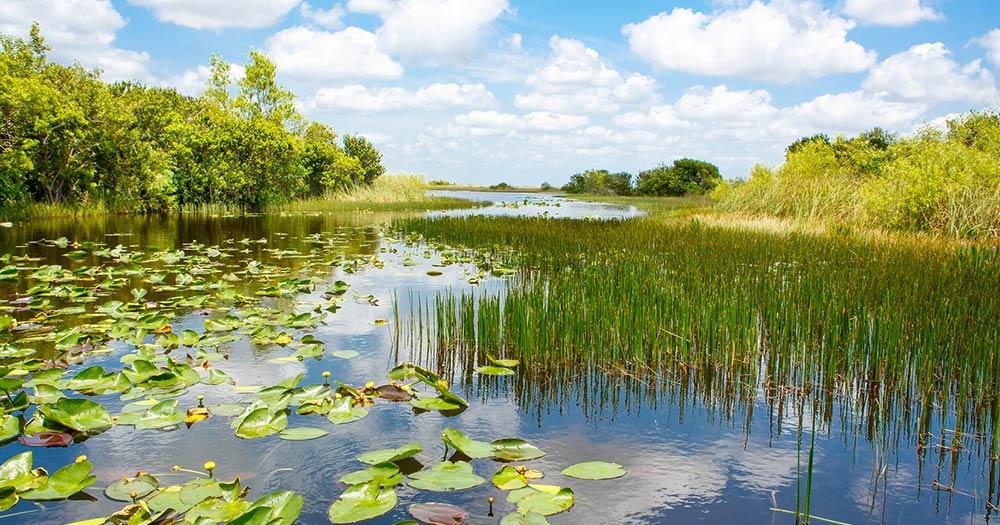 Everglades - Wasserpflanzen