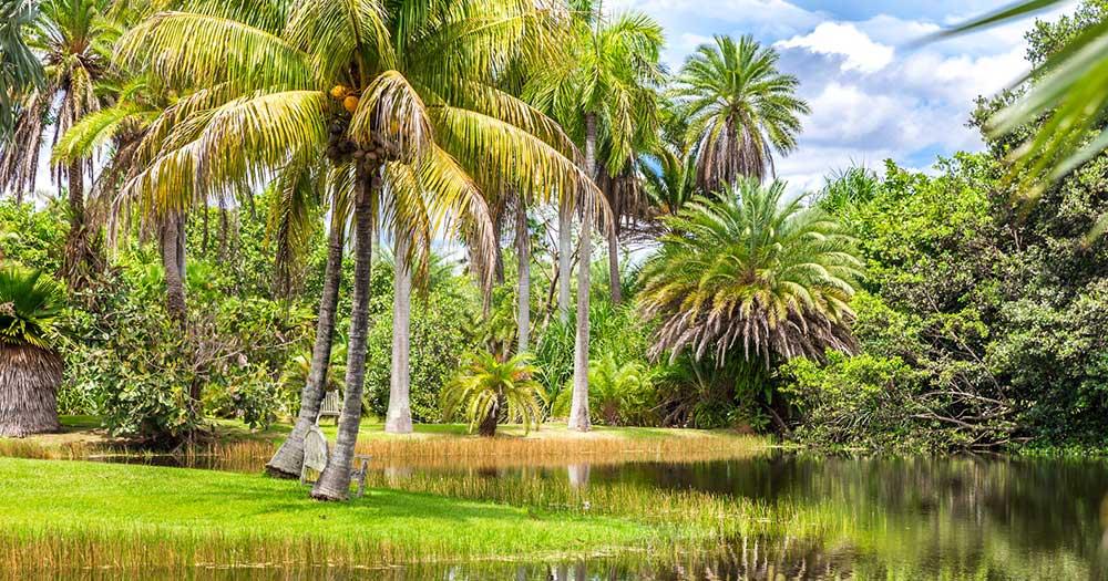 Fairchild Tropical Botanic Garden - Palmeninsel