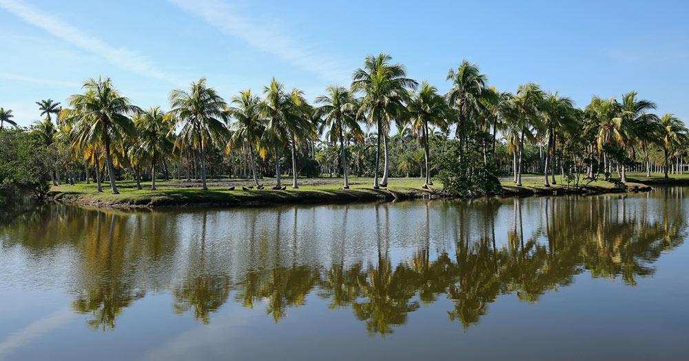 Fairchild Tropical Botanic Garden - Palmen Spiegelung