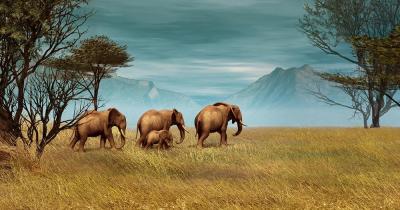 Serengeti-Nationalpark - Elefanten 