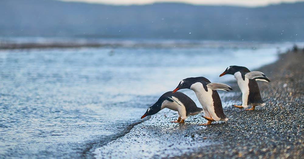 Südliche Shetlandinseln - Pinguine