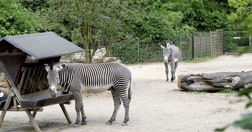 Kölner Zoo - Zebra Gehege