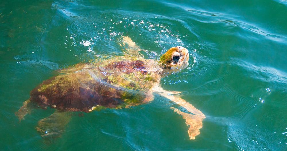 Dalyan - Riesenschildkröten