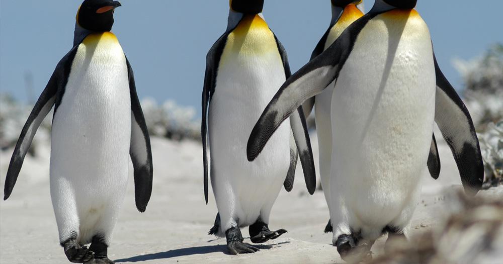 Falklandinseln / Gruppe Königspinguine