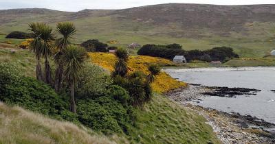 Falklandinseln / Insel der Falklands