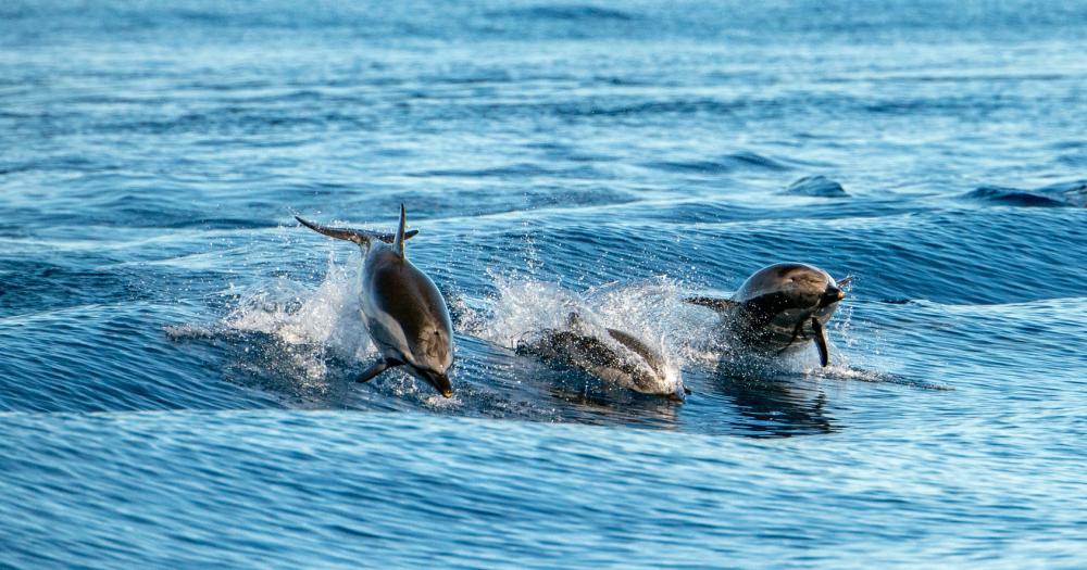 Azoren - Delphine im Atlantik