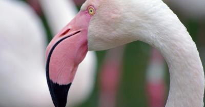 Tierpark Bern / Flamingo
