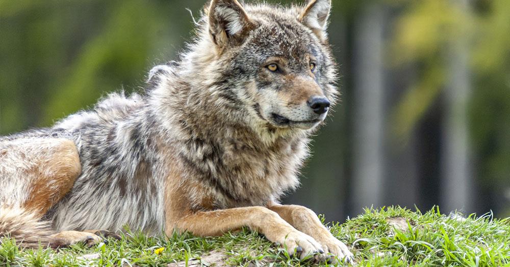 Wildnispark Zürich Langenberg / ein liegender Wolf