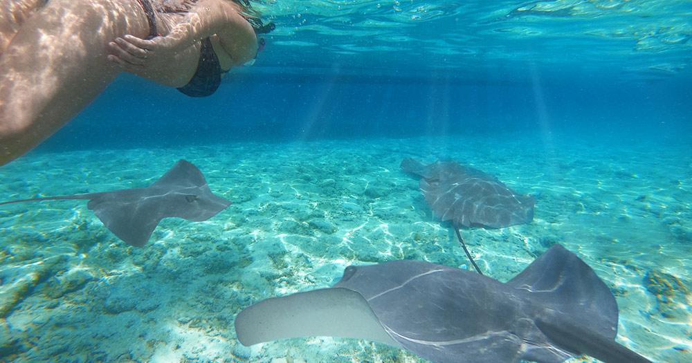 Bora Bora / Frau schwimmt mit Rochen