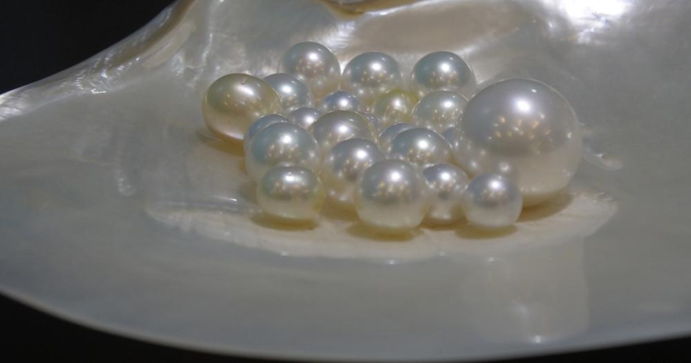 Broome / weiße Perlen in einer Muschel