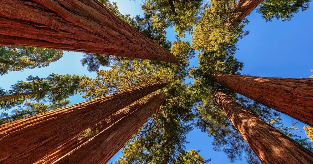 Redwood-Nationalpark / große Bäume im Redwood-Nationalpark