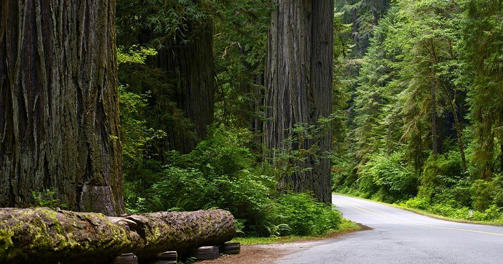 Redwood-Nationalpark / eine Straße durch den Redwood-Nationalpark