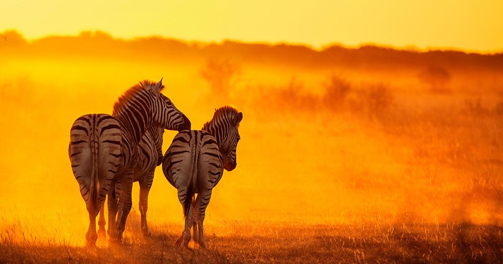 Simbabwe - Zebras im Matobo Nationalpark