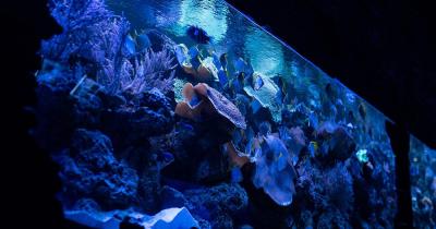 Aquarium Gijon - Fische schwimmen im Aquarium
