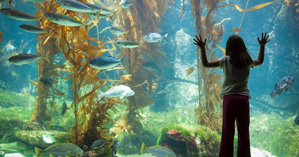 Aquarium Gijon - ein Mädchen bewundert die Fische