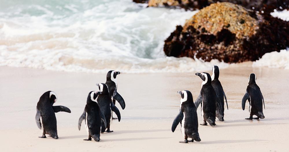 Bouder Beach - Nahaufnahme der Pinguine am Bouder Beach