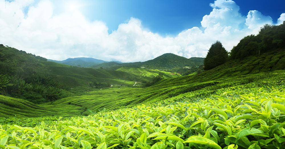 Malaysia - Teeplantage, Cameron highlands