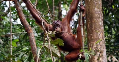 Borneo  - Orang-Utans im Regenwald von Borneo