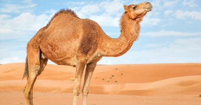 Rimal Al Wahiba - ein Kamel in der Wüste