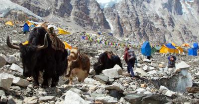 Basislager Mount Everest - Zelte und Yaks