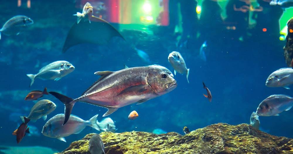 Aquarium Underwaterworld - tropische Fische