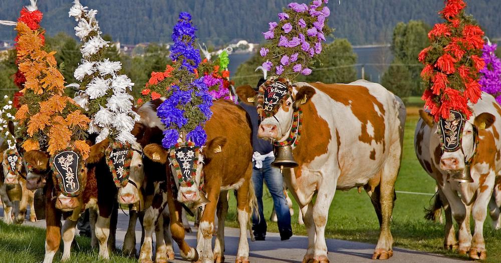 Tirol - Kühe beim Almabtrieb
