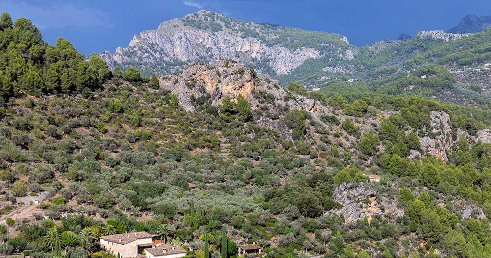 Puig Major auf Mallorca - Sträucher am Hang