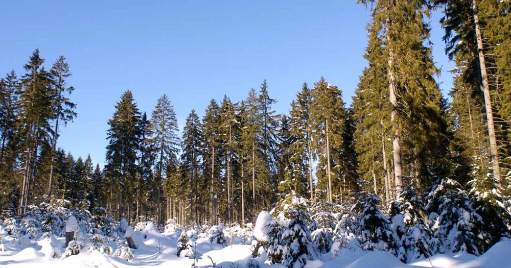 Winter im Fichtelgebirge - Winterwald