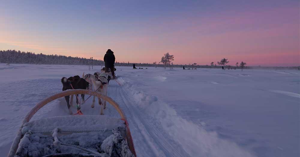 Winterwonderland Lappland - Schlittenhundefahrt