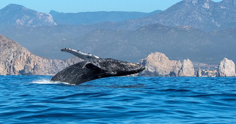 Baja California - Walbeobachtungen