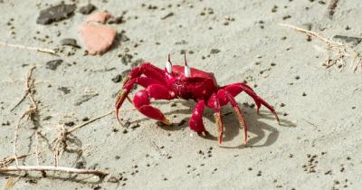 Die Weihnachtsinsel - rote Krabbe Nahaufnahme