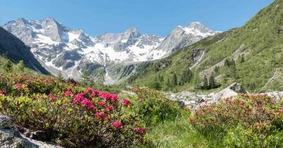 Südtirol - Berglandschaft und Alpenrosen