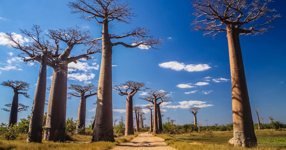 Madagaskar - Baobab Bäume