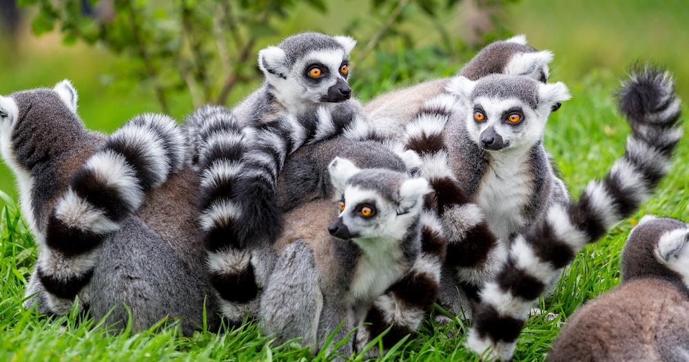Madagaskar - eine Gruppe von Lemuren sitzt im Gras