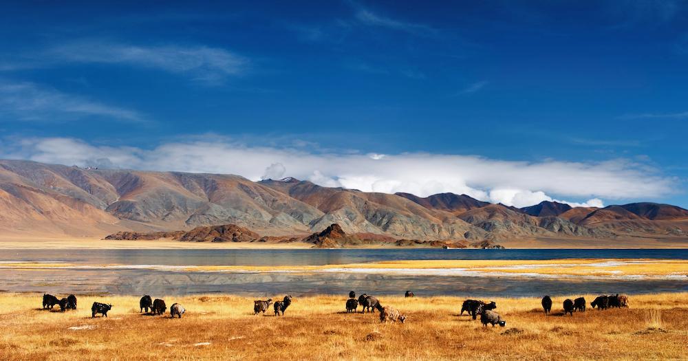 Mongolei - Landschaft mit Steppe, Berge und Büffel