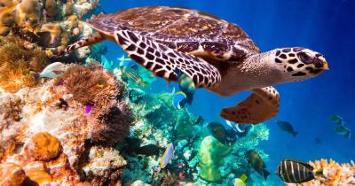Marsa Alam - Schildkröte schwimmt über Korallen