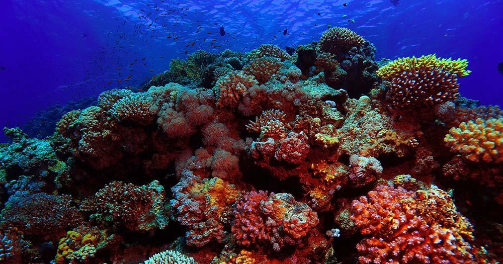 Bunaken - Korallenriff im klaren Wasser