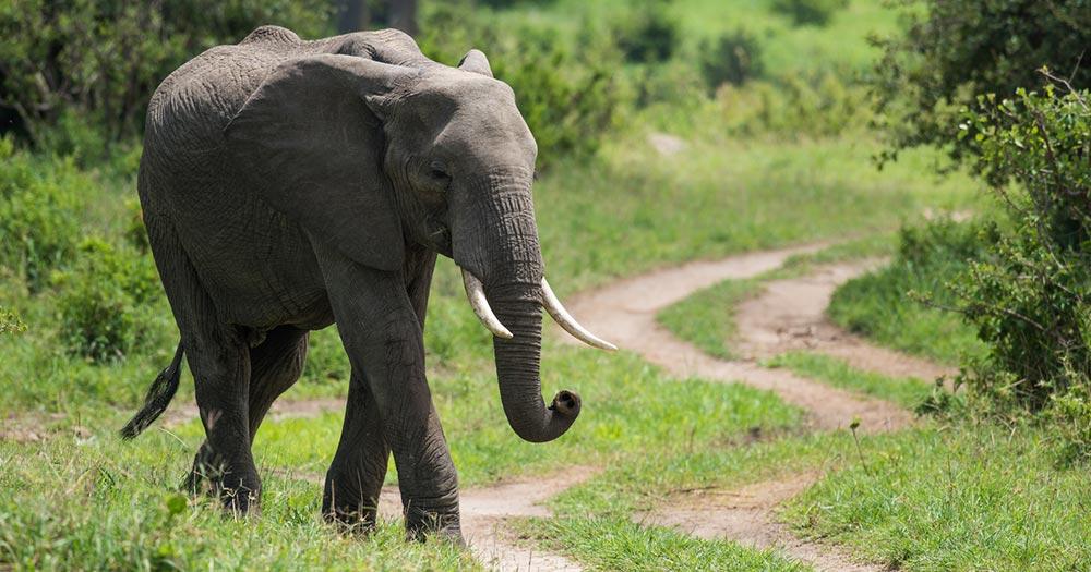 Arusha - Elefant in Savanne