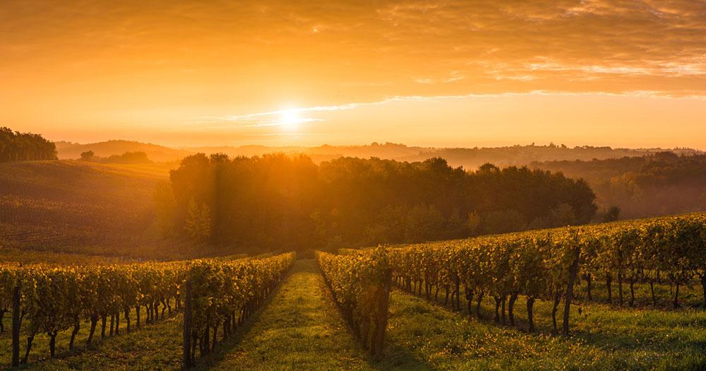 Bordeaux - Sonnenuntergang über den Weingärten