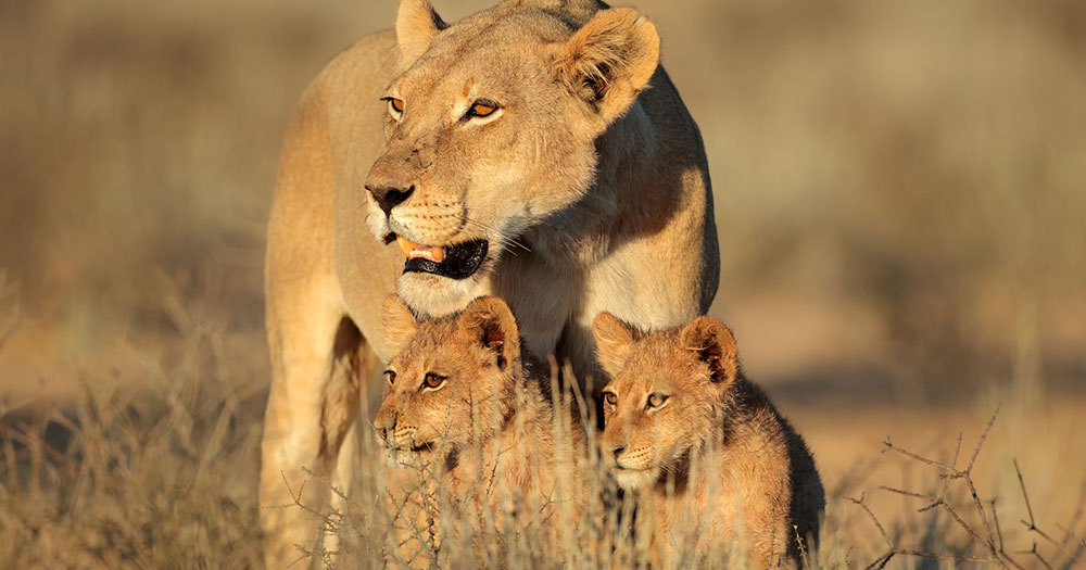 Kapstadt - Löwenfamilie in der Savanne